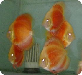 Albino Blood Red Discus Fish - 2-3 inch Albino Blood Red Discus Fish - 2-3 inch
